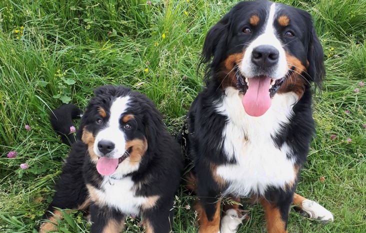 Gastgeber-Hunde Nala & Romy