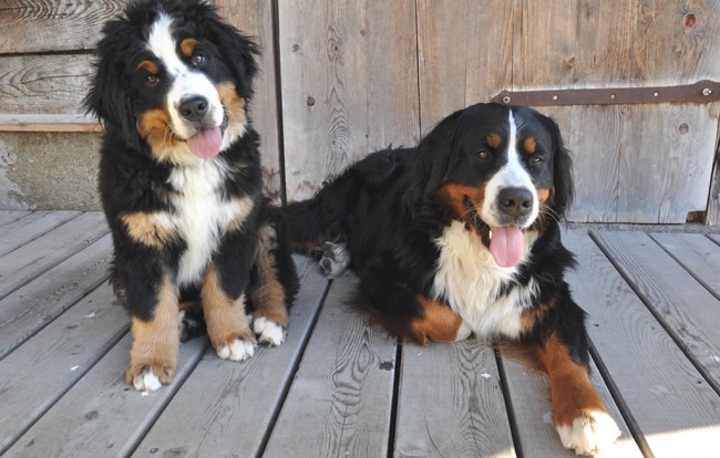 Unsere Hunde Nala & Romy. Hunde sind am ZwisleggGut herzlich willkommen! 